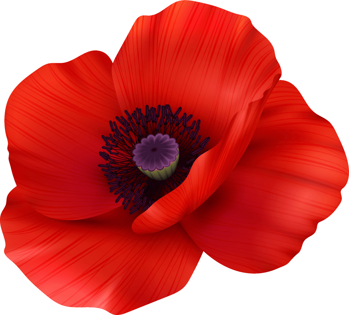 poppy-flower-beauty